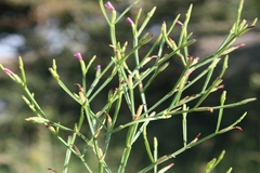 Canscora heteroclita